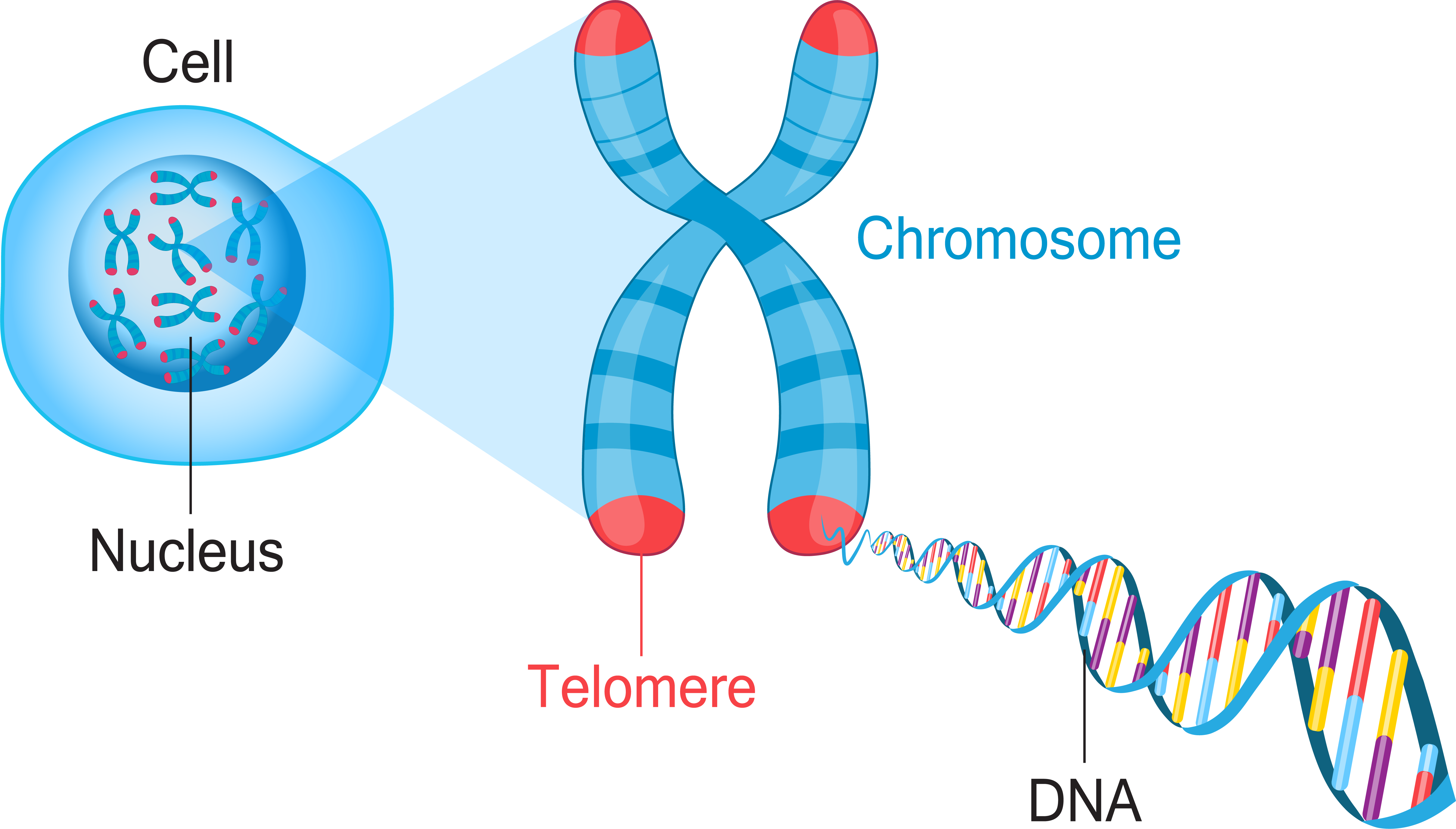 <p>Chromosomes</p>