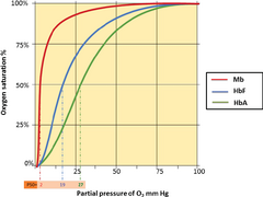 <p>- Myoglobin </p><p>- Fetal haemglobin</p><p>NOTE: On the graph, HbF is fetal haemglobin and Mb is myoglobin</p>