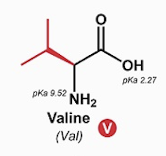 <p>Valine (Val, V)</p>