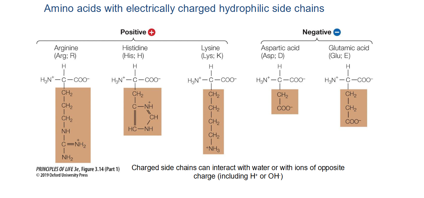 <ul><li><p><strong>Positively charged</strong>: Arginine (Arg), Histidine (His), and Lysine (Lys).</p></li><li><p><strong>Negatively charged</strong>: Aspartic acid (Asp) and Glutamic acid (Glu).</p></li><li><p><em>Note</em>: These side chains can interact with water or ions of opposite charge</p></li></ul><p></p>