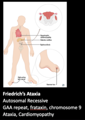 <p>Begins in adolescence w/ progressive symptoms:</p><p>- Cerebellar/spinal cord degeneration→ loss of balance & weakness</p><p>- Hypertrophic cardiomyopathy</p><p>- Kyphoscoliosis (Hunchback)</p><p>- Foot abnormalities</p>