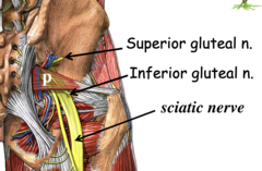<p>sciatic and inferior gluteal nerve</p>