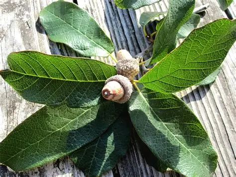 <p>Quercus polymorpha</p>