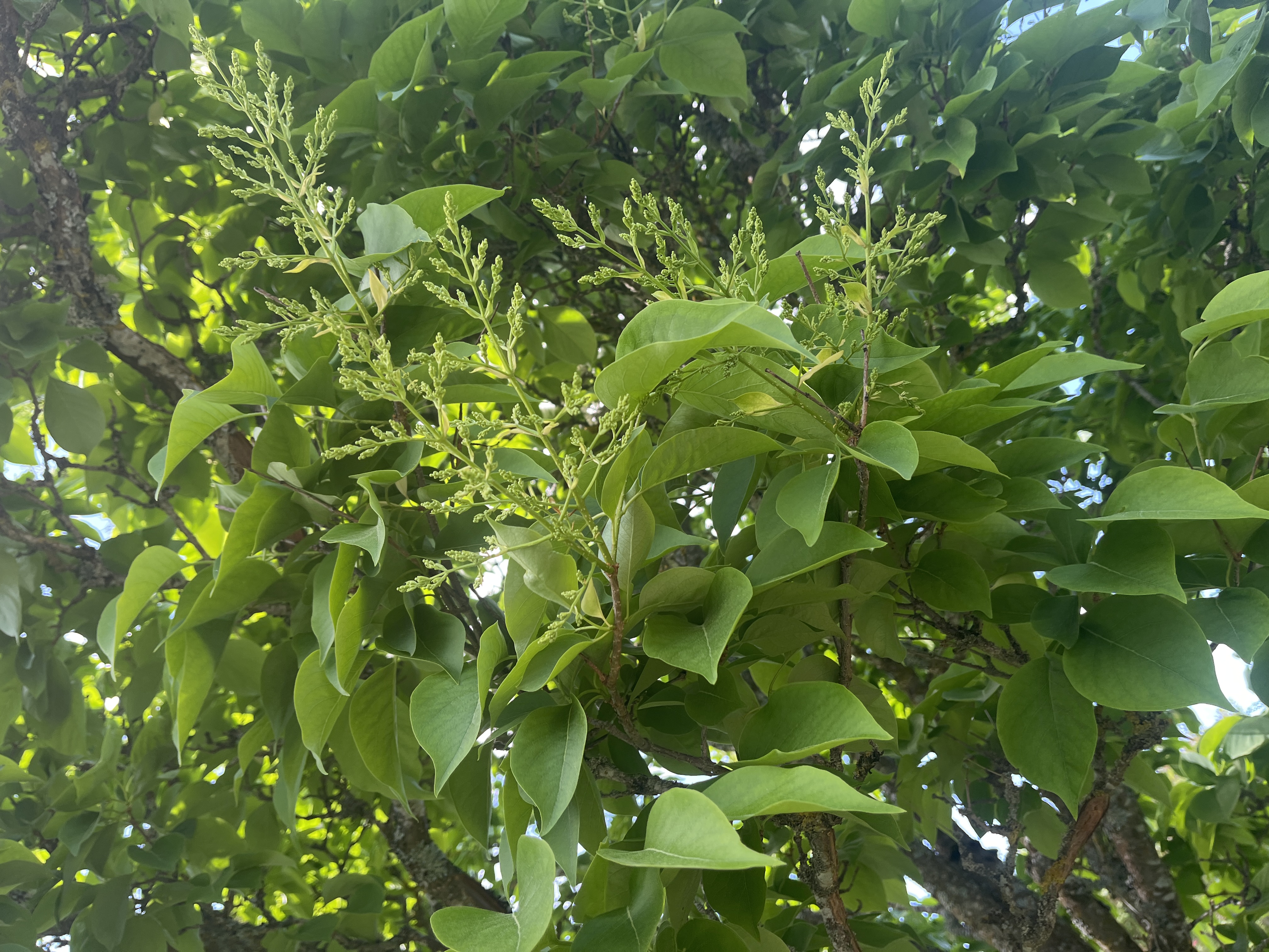 <p>ligustersyren</p>