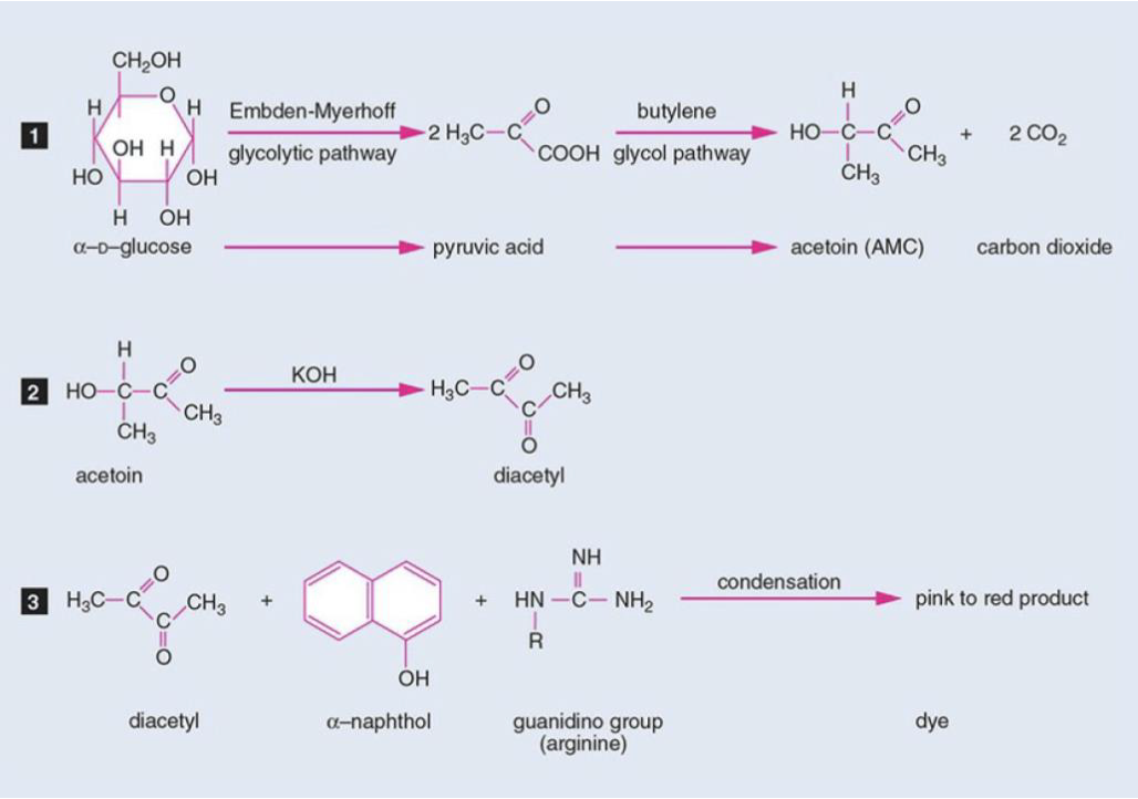 <ol><li><p>to help differentiate members of the genus <em>Enterobacteriaceae, </em>finishes up methyl red test!</p></li><li><p>tests to see if an organism can produce <strong>acetoin</strong> from the degradation of glucose during 2,3,butanediol fermentation.  determines if  an organism can produce non-acidic or neutral end products such as <strong><em>acetylmethylcarbinol, </em></strong>from the organic acids that result from glucose metabolism in organisms like <strong><em><u>K. aerogenes</u></em></strong></p></li><li><p>Glucose + H2O. —> (acetic acid)—> (2,3, butanediol acetylmethylcarbinol +methyl red)—→ Co2 +H2 pH 6 (yellow color)= <em>K.aerogenes #2= Voges - Proskauer test!</em></p></li><li><p><strong>MR/VP broth </strong><em>(has peptone, glucose, and phosphate buffer)</em></p></li><li><p>Yes! <strong>Barritt’s reagent </strong>(turns <strong><u>pink</u></strong> with diacetyl) add 15 drops and shake every 3-4 min for 15-30 min and record colors </p></li><li><p>look at the top of the tube </p></li><li><p>positive results: (tube will have a deep-rose colored product at the top), indicative that Barritt’s reagent reacts with the acetylmethylcarbinol end-product, and acetoin was produced (KOH converts acetoin into diacetyl), so if rose colored <em>K. aerogenes the microorganism because it converts acids </em>into acetoin and barritt’s reagent reacts with it </p></li><li><p>negative results: no rose color at top= not <em>K. aerogenes</em> and no acetoin </p></li></ol><p></p>