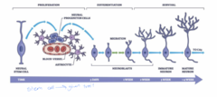 <p>Neurogenesis: how to make a neuron!</p><p>**Proliferation; neural stem cell, blood vessel, astrocyte, neural progenitor cells</p><p>**Differentiation; migration, neuroblasts</p><p>**Survival; immature neuron, mature neuron, TO CA3</p>