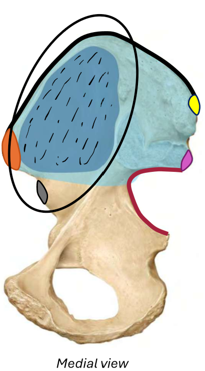 term image