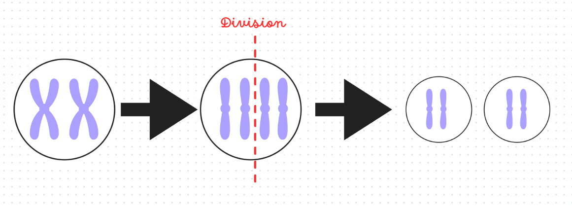 <p>division cellulaire</p>