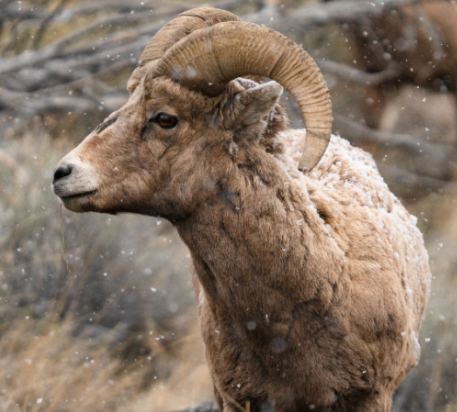 <p>Male bighorn sheep</p>