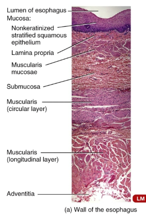 <p>Esophagus:</p><ul><li><p>Propulsion is only function (moving food into the stomach).</p></li><li><p>Connects laryngopharynx to stomach posterior to the trachea.</p></li><li><p>traverses the posterior mediastinum pierces the diaphragm</p></li></ul><p>Mucosa: nonkeratinzed stratified squamous epithelium</p><p>Muscularis:</p><ul><li><p>superior 1/3: skeletal muscle</p></li><li><p>intermediate 1/3: skeletal and smooth muscle</p></li><li><p>inferior 1/3: smooth muscle</p></li></ul><p>Upper and lower esophageal sphincters (UES and LES) at each end of the tube.</p><ul><li><p>The LES regulates the movement of food from the esophagus into the stomach</p></li></ul><p></p>