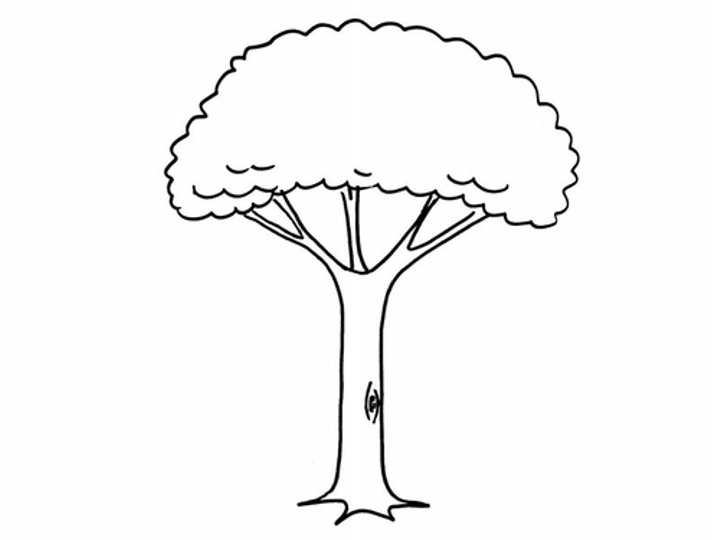 <p>nomen:</p><p>A large plant with bark</p>