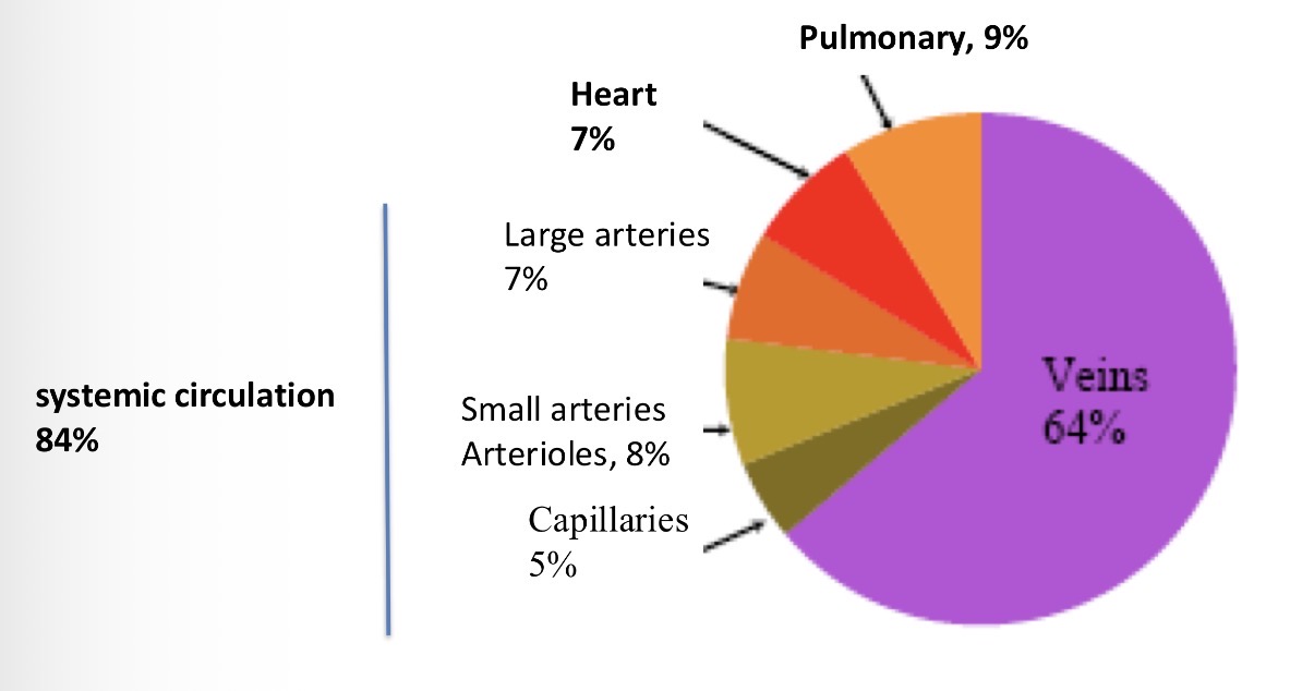 <p>84% of blood in the systemic system, 7% in the heart and 9% in the pulmonary system</p>