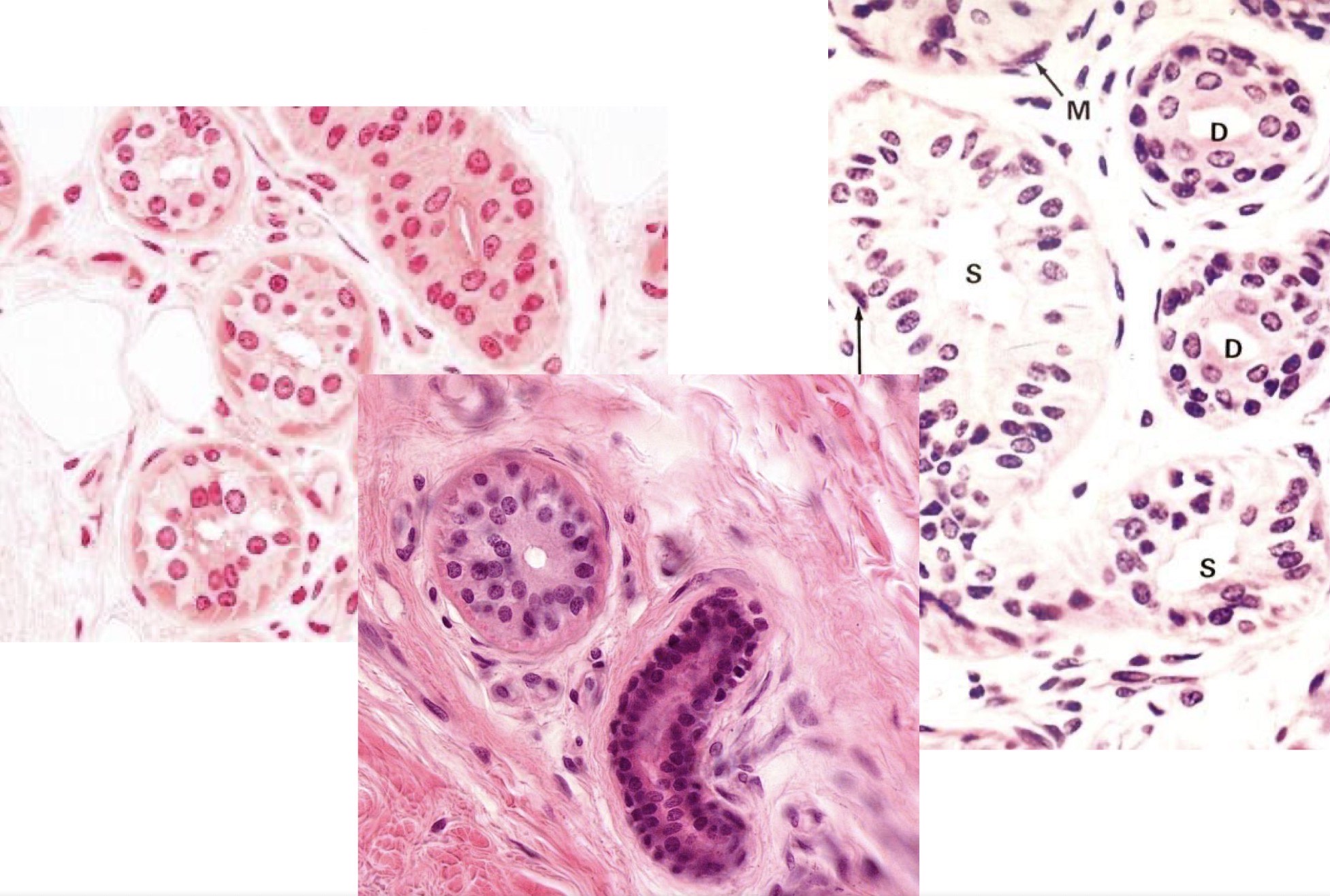 <p>Identify the Structure</p>