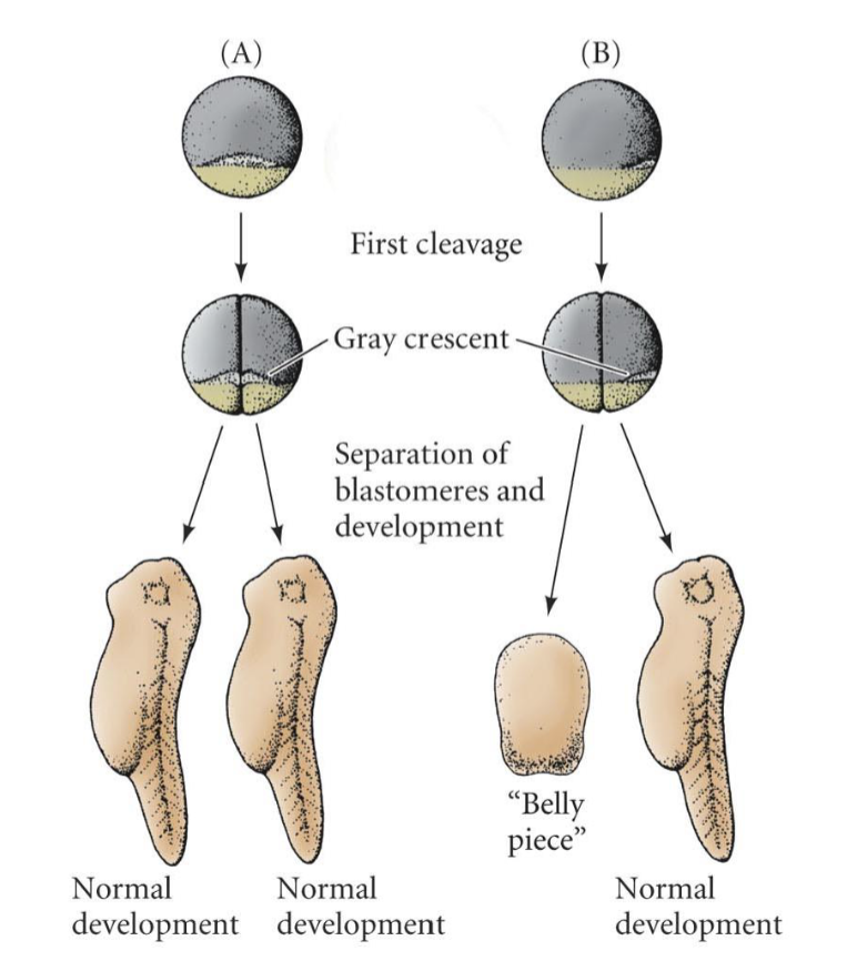<p>-a pre-organizer neural induction experiment showing that the grey crescent is necessary for development of neural and D-V axis </p><p>-The gray crescent marks the future dorsal side of the embryo</p><p>-The dorsal lip will form from some of this area </p>