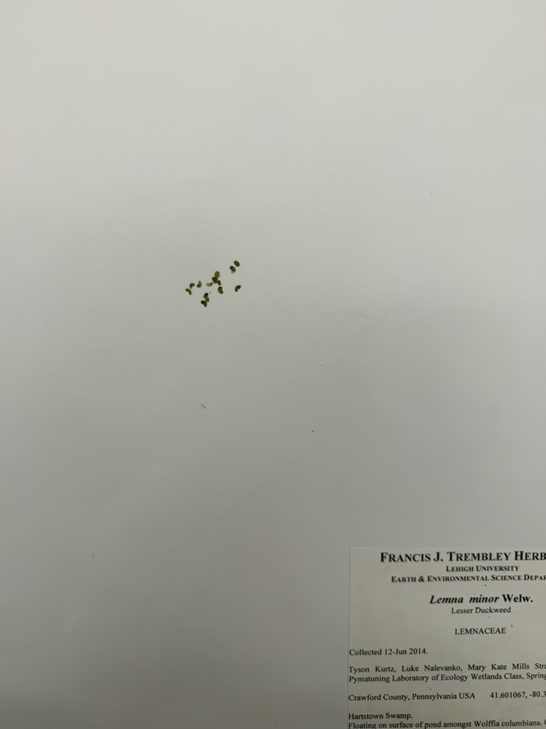 <p>Lesser duckweed</p>