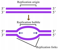 <p>replication bubble</p>
