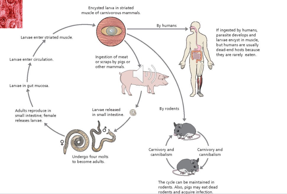 <p>Roundworms with indirect life cycle. Larvae leaves nurse cell in GI tract which causes Diarrhea and crosses gut eptithelium to the muscle causing great pathology and death (perforated bowel). </p>
