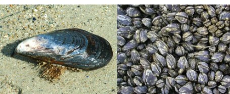 <p>larger with a rougher shell, mussel</p>