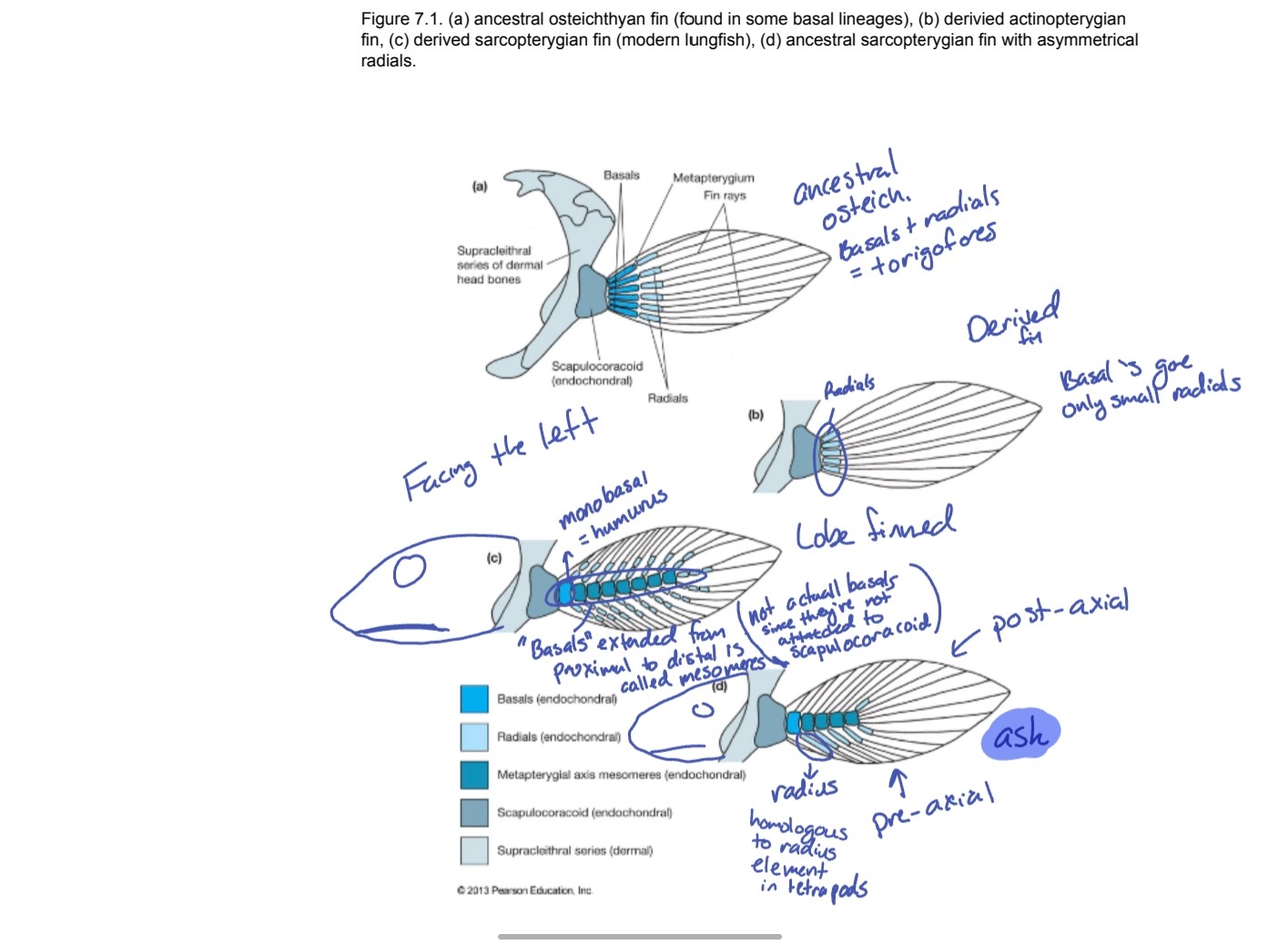 knowt flashcard image