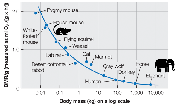 <p>Is measured when animal is in a comfortable thermal environment and has not eaten recently</p>