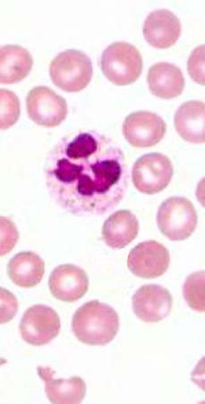 <p>Identifica el tejido y las células presentes</p>