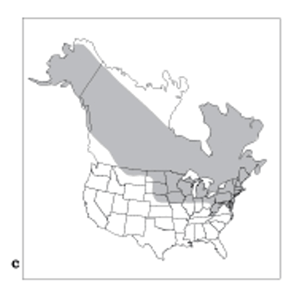 <p>Least weasel</p><p>rodents</p><p>grassy fields, marsh, mountain forests</p><p>smallest carnivore</p>