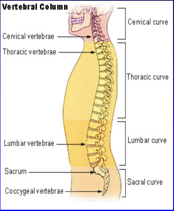 <p>Divided into 5 main regions: </p><p>(1) Cervical spine (7)</p><p>(2) Thoracic spine (12)</p><p>(3) Lumbar spine (5)</p><p>(4) Sacrum (5)</p><p>(5) Coccyx (4)</p><p>The 5 sacrum vertebrae and 4 coccyx vertebrae are fused to form one solid bone.</p>