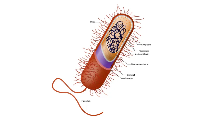 <p>Bacterial cell</p>