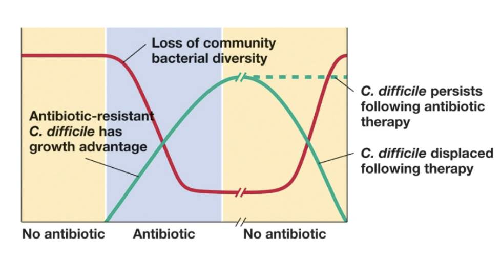 <p>a disease that causes severe diarrhea, colon inflammation, and dangerous intestinal conditions. It is a spore former that usually results from antibiotic treatments that cause dysbiosis. </p>