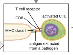 <ol><li><p><strong>Infected cell </strong>presents an <strong>antigen </strong>on MHC-I</p></li><li><p><strong>Cytotoxic T-cell receptor</strong> recognizes the antigen and <strong>CD8</strong> <strong>binds </strong>to <strong>MHC-I</strong></p></li><li><p><strong>Cytokines </strong>activate<strong> </strong>the <strong>cytotoxic t-cell</strong></p></li></ol><p></p>