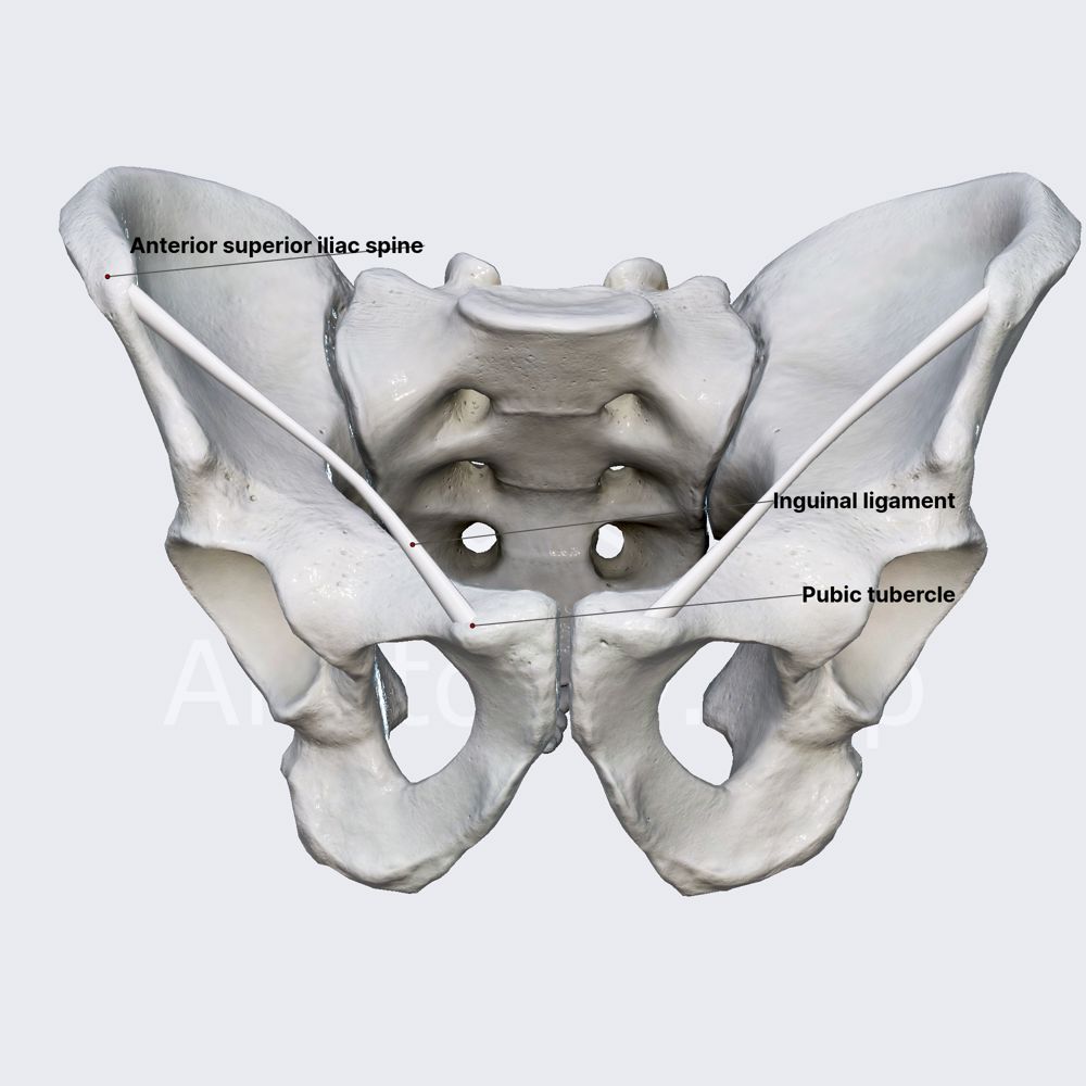 <p>Från spina iliaca anterior superior, till tuberculum på framsidan alltså. Fäste för magmusklerna.</p>