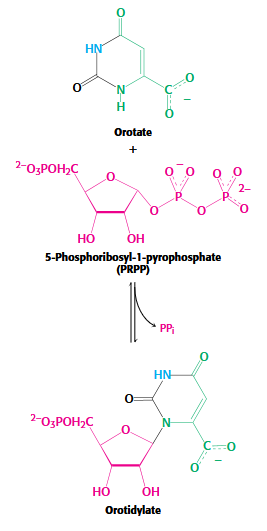 <p>orotate + PRPP → Orotidylate</p>