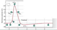 <p>K+ channels close, less K+ leaks out of the cell</p>