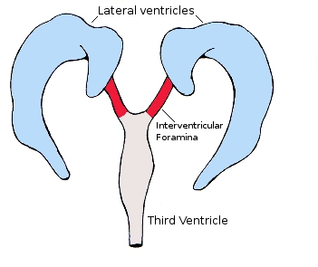 <p>Foramen of monro/ interventricular foramina</p>