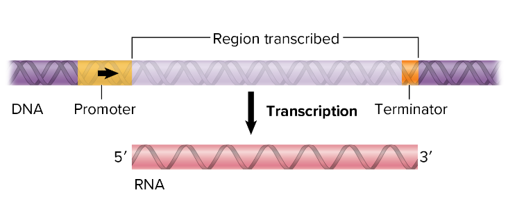 <p><mark data-color="yellow" style="background-color: yellow; color: inherit;">Enzyme that carries out transcription</mark></p><p>Makes RNA while DNA polymerase in DNA replication makes DNA ; <mark data-color="yellow" style="background-color: yellow; color: inherit;">does not need a RNA primer to attach to promoter</mark></p><ul><li><p><strong><mark data-color="purple" style="background-color: purple; color: inherit;">promoter</mark></strong>: nucleotide sequence to which [__] binds to start transcription</p><ul><li><p>region “upstream” our gene</p></li></ul></li><li><p><strong><mark data-color="purple" style="background-color: purple; color: inherit;">terminator</mark></strong>: a DNA sequence that tells [__] to stop the process of transcription</p></li></ul><p></p>