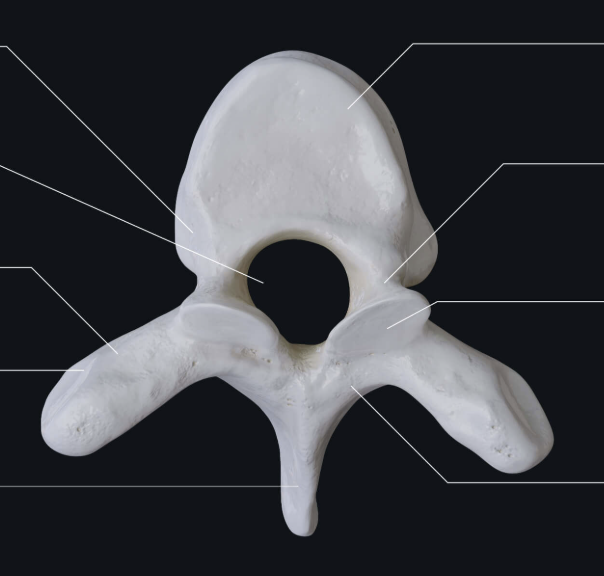 <p>What vertebrae is this </p>