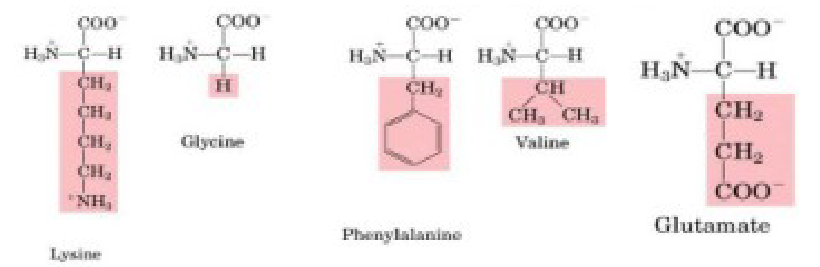 <p><span style="color: rgb(255, 255, 255);">Which of the following amino acids does NOT have D- and L-stereoisomers?<br>A. Phenylalanine<br>B. Glycine<br>C. Glutamate<br>D. Valine<br>E. Lysine</span></p>