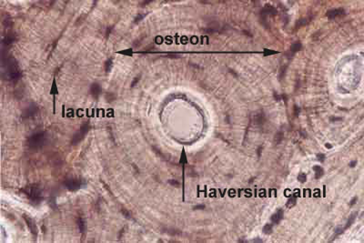 <p>structural unit of compact bone. slender cytoplasmic processes that reach to adjacent osteocytes via canaliculi. processes connect via gap junctions to allow for passage of nutrients. connect to haversian canals.</p>
