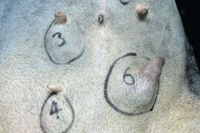 <p>Mammary Gland Tumors (Surgical Margins)</p>