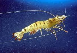 <p>“Isopods, amphipods, krill, decapods”</p><ul><li><p>largest class</p></li><li><p>gills on thoracic appendages</p></li></ul><p></p>