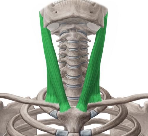 <p>a thick, superficial muscle on each side of the neck that connects the breastbone, collarbone, and skull</p>