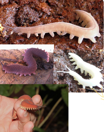 <p>what are those?</p>