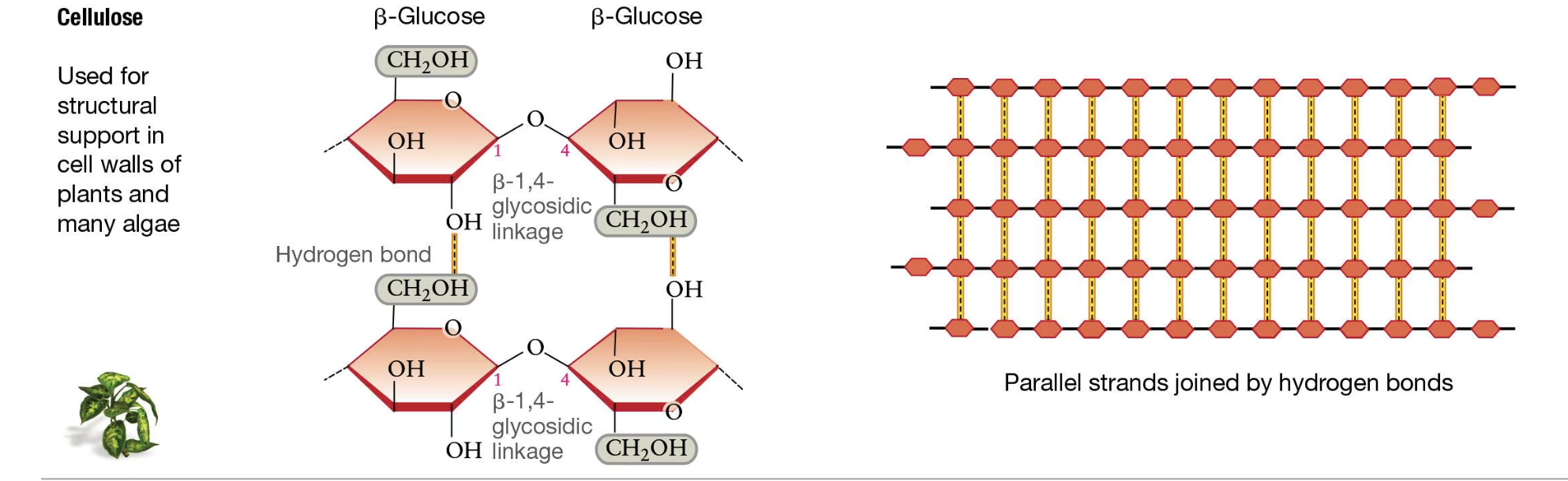 <p>It is different based on the orientation. It has a flipped orientation, making it look like a linear molecule rather than the helix in starch. This allows cellulose to form strong fibers reinforced by hydrogen bonds. This is what gives the cell wall support!!!!<br><br><br>Look at image (right side)</p>