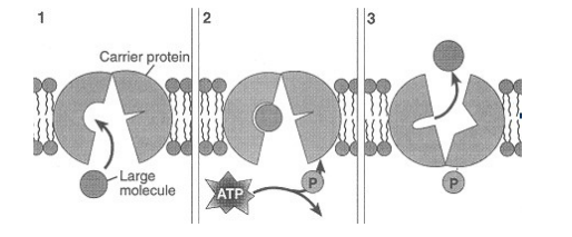 <p><span> Identify the method of molecular transport shown below.</span></p>