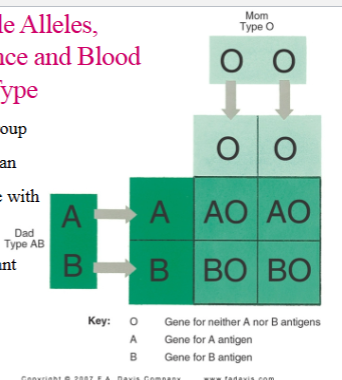 <ul><li><p>The ABO blood group gene in humans is an example for a gene with multiple alleles.</p></li><li><p>A+B are codominant</p></li></ul><p></p>