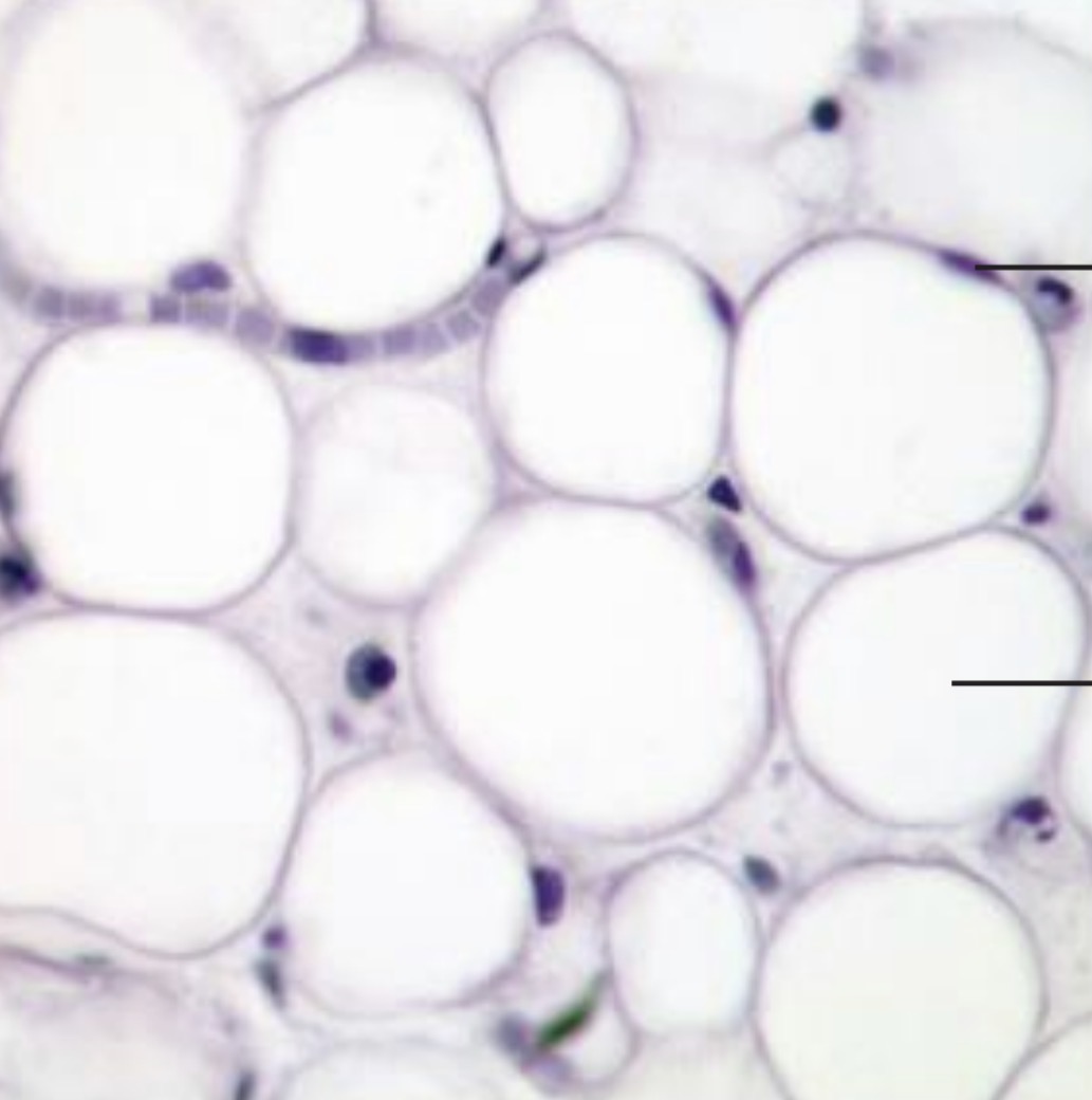 <p><span>Stores fuel, insulates, and supports/protects organs</span></p>