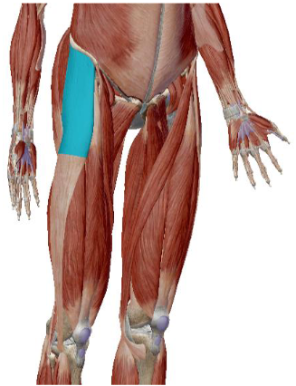 <p>what muscle is this</p>