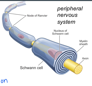 <p>schwann cells </p>