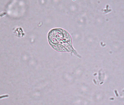 <p>Name and Phylum?</p>