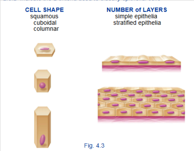 <p>2</p><p>(1) Cells shape → Squamos, Columnar </p><p></p><p>(2) Number of layers —→ Simple epithelia (thin basement membrane, has both laminas. membrane has single rods)</p><p>—> Stratified epithelia (long basement with many cell shapes)</p>